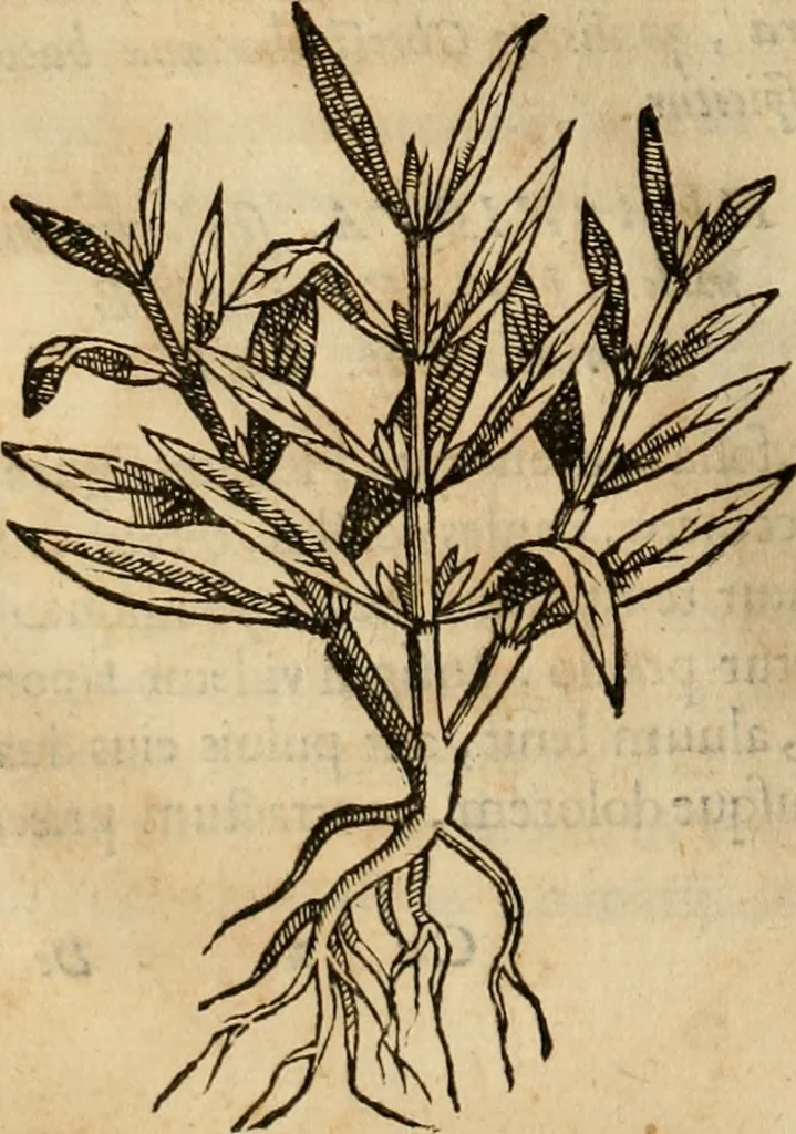 An illustration from Rerum medicarum Novae Hispaniae thesaurus, seu, Plantarum animalium mineralium Mexicanorum historia, 1651, leaf 351