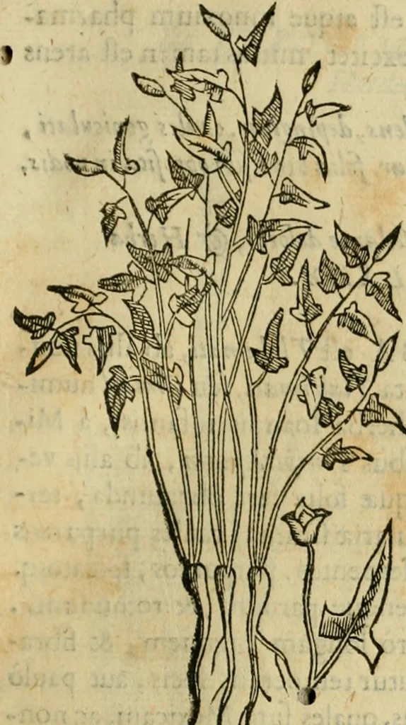 An illustration from Rerum medicarum Novae Hispaniae thesaurus, seu, Plantarum animalium mineralium Mexicanorum historia, 1651, leaf 352
