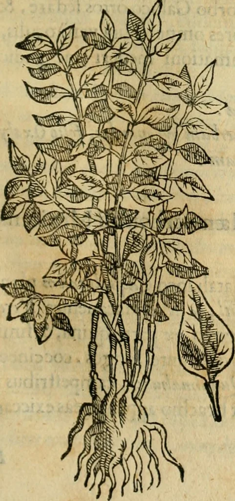 An illustration from Rerum medicarum Novae Hispaniae thesaurus, seu, Plantarum animalium mineralium Mexicanorum historia, 1651, leaf 352