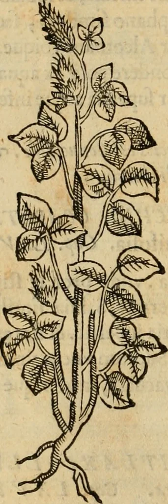 An illustration from Rerum medicarum Novae Hispaniae thesaurus, seu, Plantarum animalium mineralium Mexicanorum historia, 1651, leaf 353