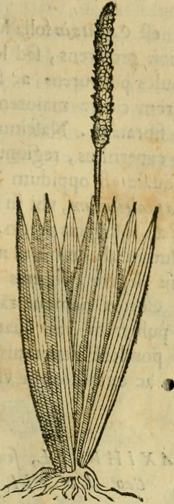An illustration from Rerum medicarum Novae Hispaniae thesaurus, seu, Plantarum animalium mineralium Mexicanorum historia, 1651, leaf 354