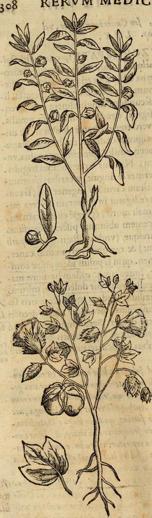 An illustration from Rerum medicarum Novae Hispaniae thesaurus, seu, Plantarum animalium mineralium Mexicanorum historia, 1651, leaf 355