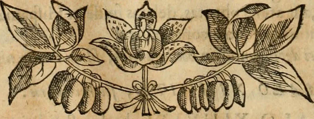 An illustration from Rerum medicarum Novae Hispaniae thesaurus, seu, Plantarum animalium mineralium Mexicanorum historia, 1651, leaf 357
