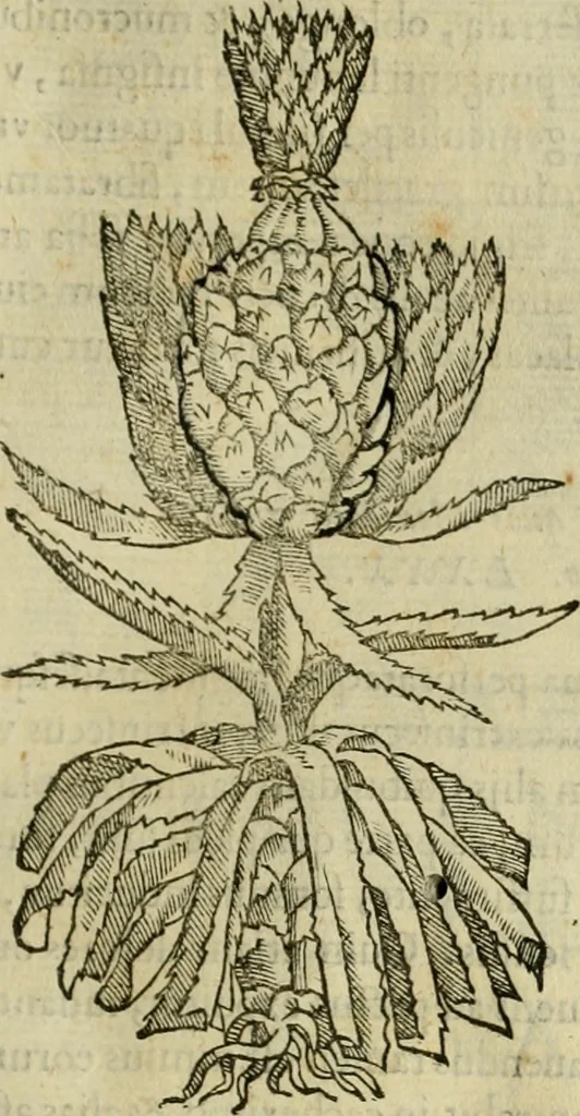 An illustration from Rerum medicarum Novae Hispaniae thesaurus, seu, Plantarum animalium mineralium Mexicanorum historia, 1651, leaf 358