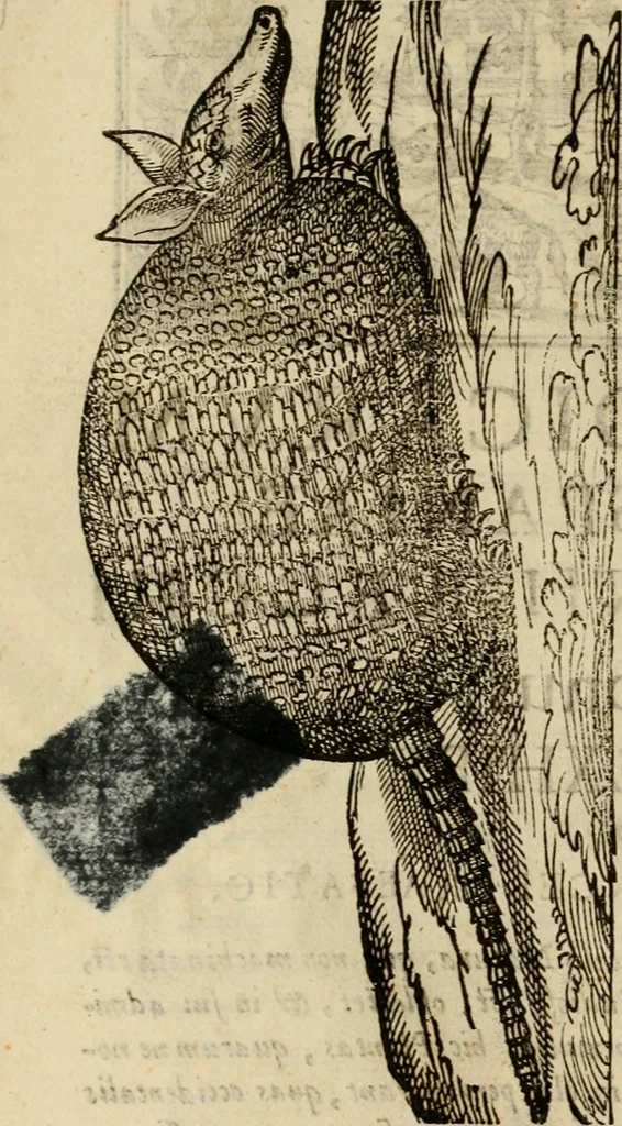 An illustration from Rerum medicarum Novae Hispaniae thesaurus, seu, Plantarum animalium mineralium Mexicanorum historia, 1651, leaf 361
