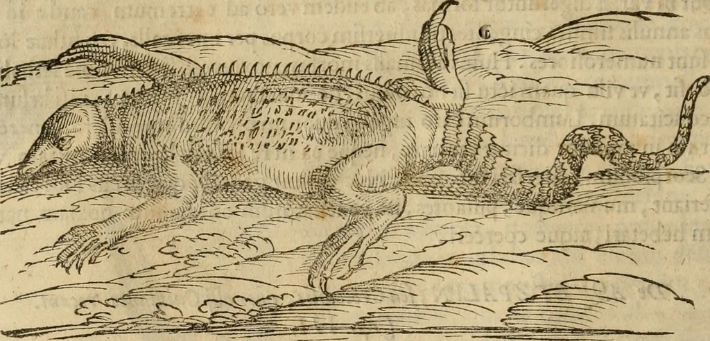 An illustration from Rerum medicarum Novae Hispaniae thesaurus, seu, Plantarum animalium mineralium Mexicanorum historia, 1651, leaf 363
