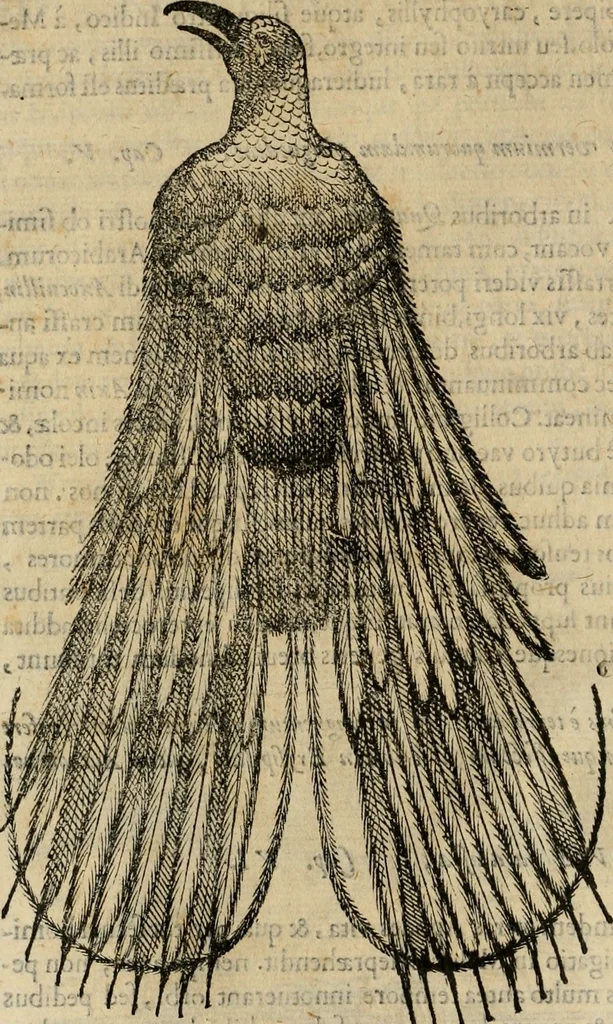 An illustration from Rerum medicarum Novae Hispaniae thesaurus, seu, Plantarum animalium mineralium Mexicanorum historia, 1651, leaf 365