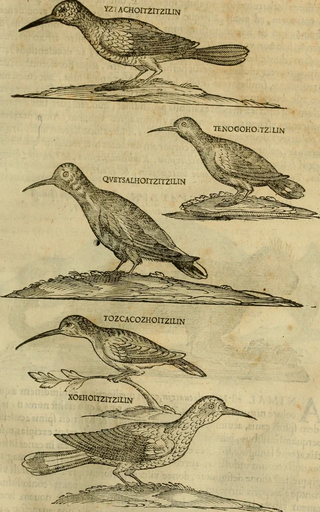 An illustration from Rerum medicarum Novae Hispaniae thesaurus, seu, Plantarum animalium mineralium Mexicanorum historia, 1651, leaf 368