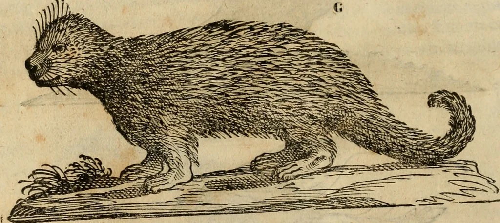 An illustration from Rerum medicarum Novae Hispaniae thesaurus, seu, Plantarum animalium mineralium Mexicanorum historia, 1651, leaf 369