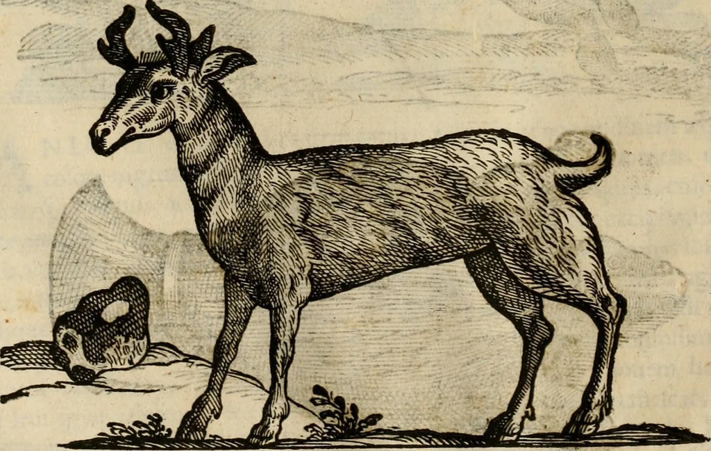 An illustration from Rerum medicarum Novae Hispaniae thesaurus, seu, Plantarum animalium mineralium Mexicanorum historia, 1651, leaf 371
