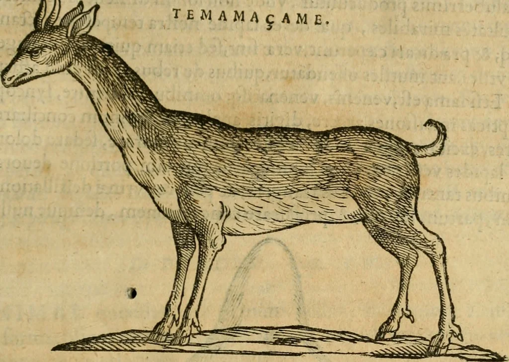 An illustration from Rerum medicarum Novae Hispaniae thesaurus, seu, Plantarum animalium mineralium Mexicanorum historia, 1651, leaf 372