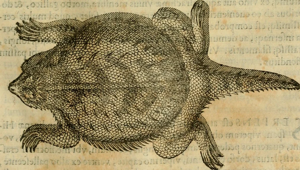 An illustration from Rerum medicarum Novae Hispaniae thesaurus, seu, Plantarum animalium mineralium Mexicanorum historia, 1651, leaf 374