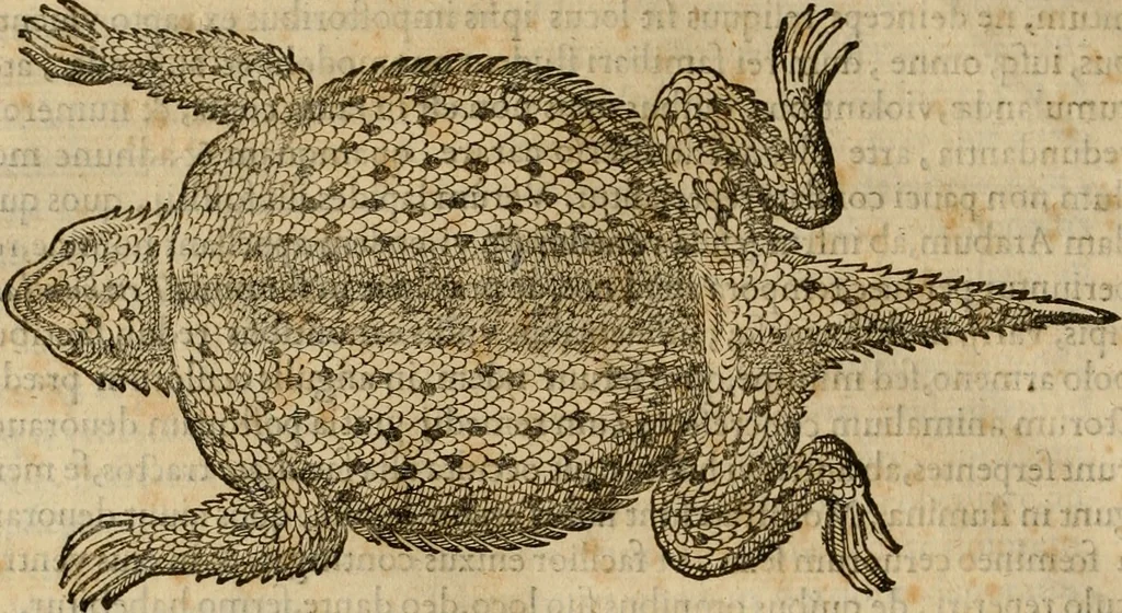 An illustration from Rerum medicarum Novae Hispaniae thesaurus, seu, Plantarum animalium mineralium Mexicanorum historia, 1651, leaf 375