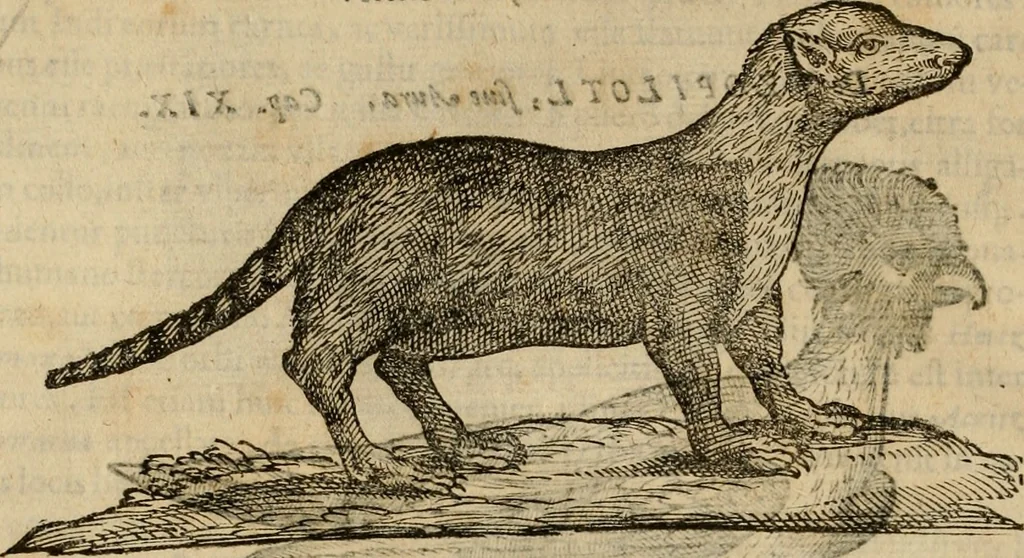 An illustration from Rerum medicarum Novae Hispaniae thesaurus, seu, Plantarum animalium mineralium Mexicanorum historia, 1651, leaf 379