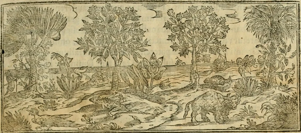 An illustration from Rerum medicarum Novae Hispaniae thesaurus, seu, Plantarum animalium mineralium Mexicanorum historia, 1651, leaf 38