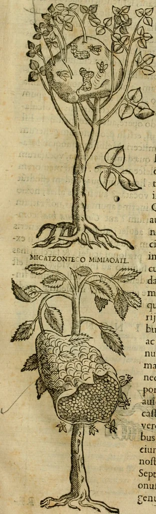 An illustration from Rerum medicarum Novae Hispaniae thesaurus, seu, Plantarum animalium mineralium Mexicanorum historia, 1651, leaf 380