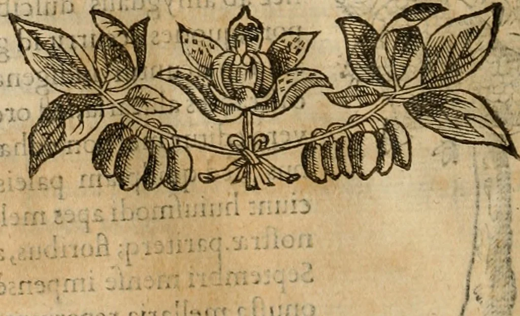 An illustration from Rerum medicarum Novae Hispaniae thesaurus, seu, Plantarum animalium mineralium Mexicanorum historia, 1651, leaf 381