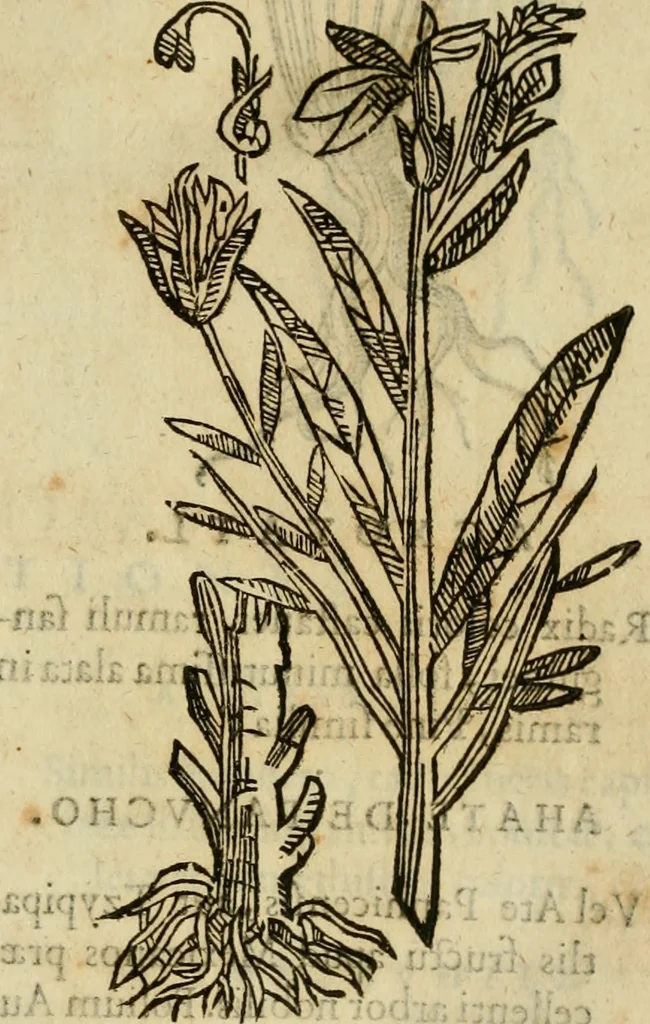 An illustration from Rerum medicarum Novae Hispaniae thesaurus, seu, Plantarum animalium mineralium Mexicanorum historia, 1651, leaf 394