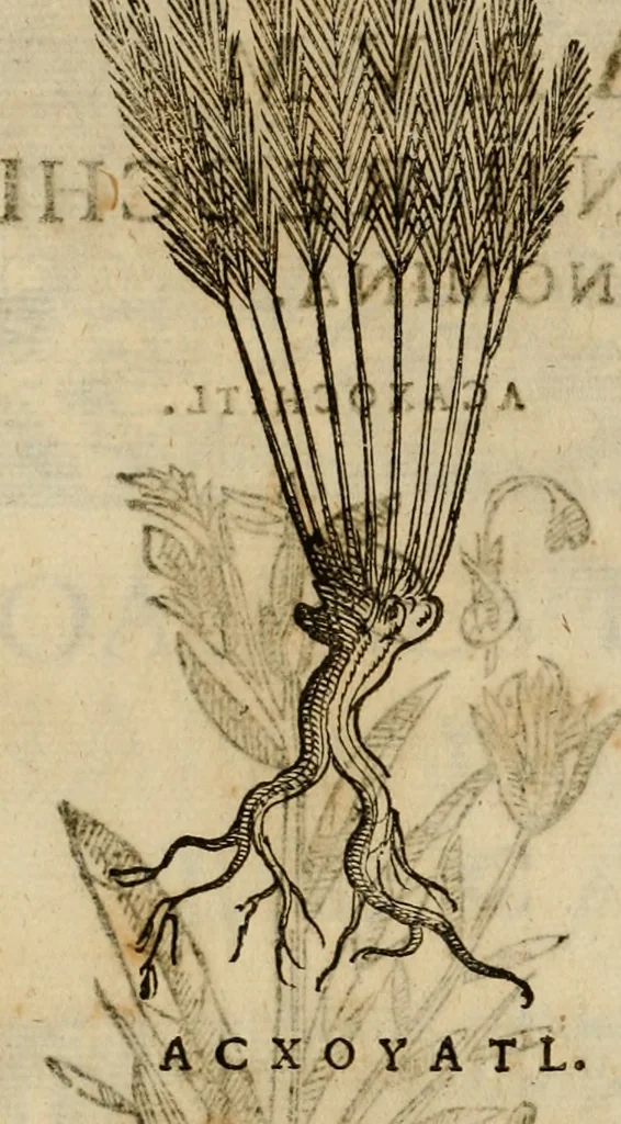An illustration from Rerum medicarum Novae Hispaniae thesaurus, seu, Plantarum animalium mineralium Mexicanorum historia, 1651, leaf 395