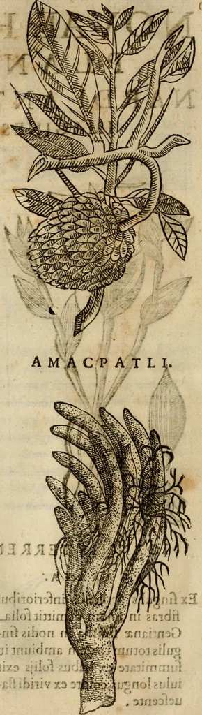 An illustration from Rerum medicarum Novae Hispaniae thesaurus, seu, Plantarum animalium mineralium Mexicanorum historia, 1651, leaf 395
