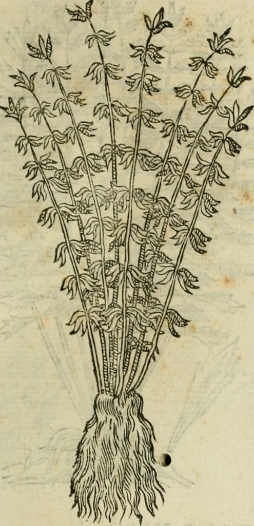 An illustration from Rerum medicarum Novae Hispaniae thesaurus, seu, Plantarum animalium mineralium Mexicanorum historia, 1651, leaf 396