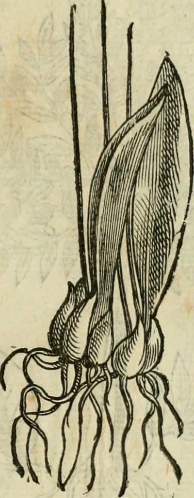 An illustration from Rerum medicarum Novae Hispaniae thesaurus, seu, Plantarum animalium mineralium Mexicanorum historia, 1651, leaf 396