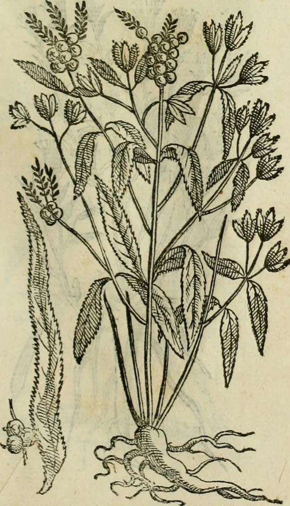 An illustration from Rerum medicarum Novae Hispaniae thesaurus, seu, Plantarum animalium mineralium Mexicanorum historia, 1651, leaf 396