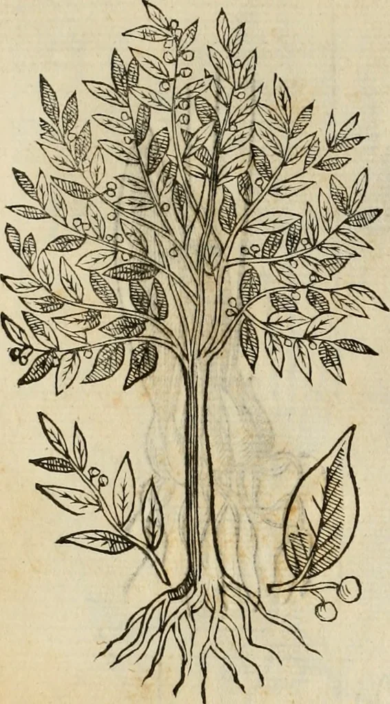 An illustration from Rerum medicarum Novae Hispaniae thesaurus, seu, Plantarum animalium mineralium Mexicanorum historia, 1651, leaf 397