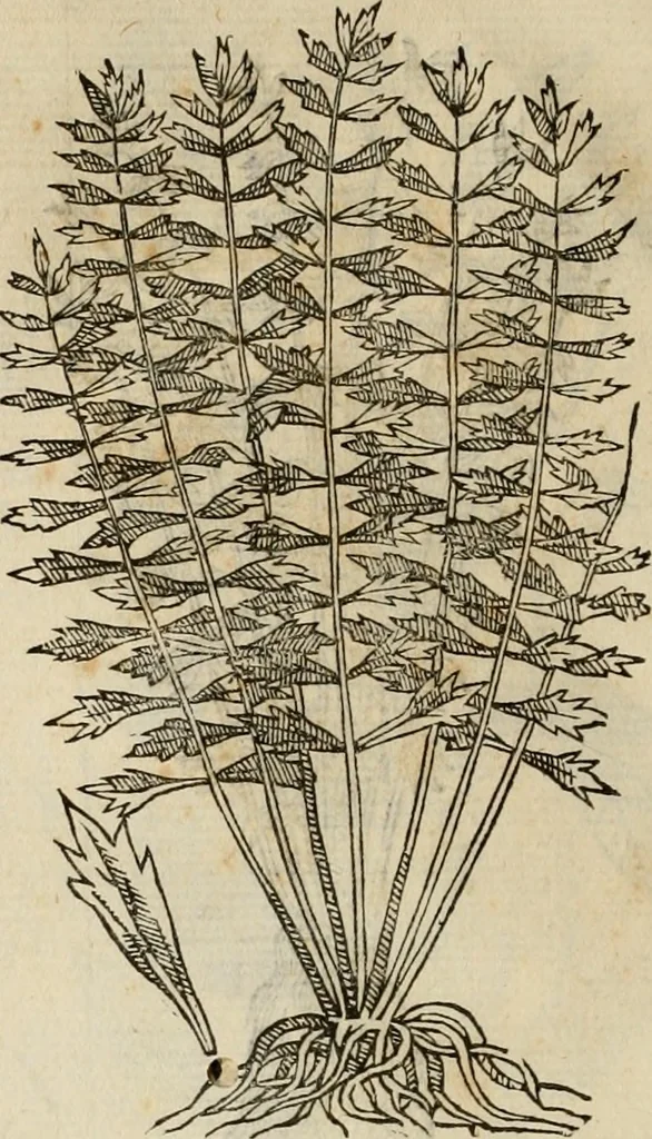 An illustration from Rerum medicarum Novae Hispaniae thesaurus, seu, Plantarum animalium mineralium Mexicanorum historia, 1651, leaf 397