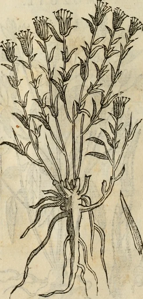 An illustration from Rerum medicarum Novae Hispaniae thesaurus, seu, Plantarum animalium mineralium Mexicanorum historia, 1651, leaf 397