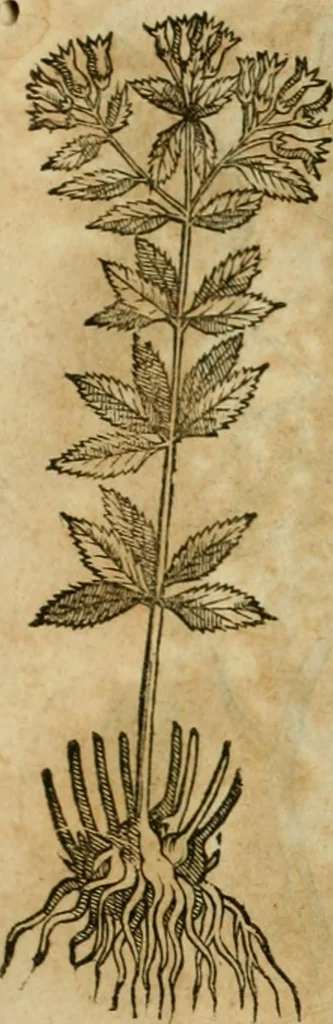 An illustration from Rerum medicarum Novae Hispaniae thesaurus, seu, Plantarum animalium mineralium Mexicanorum historia, 1651, leaf 398