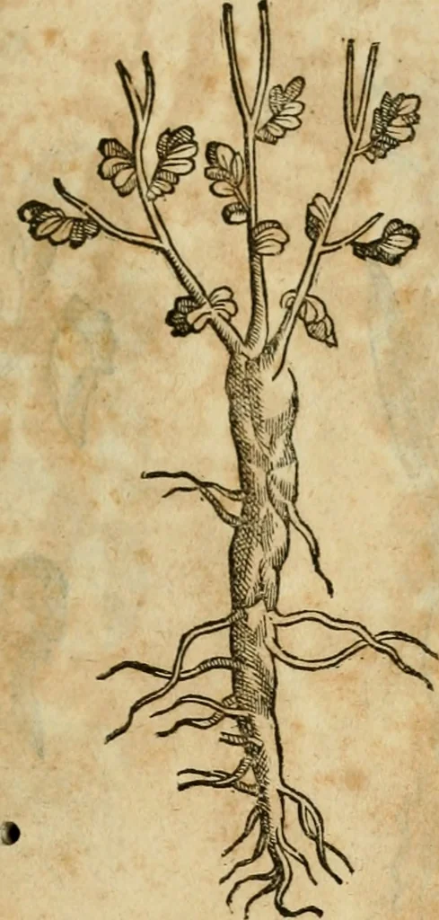An illustration from Rerum medicarum Novae Hispaniae thesaurus, seu, Plantarum animalium mineralium Mexicanorum historia, 1651, leaf 398