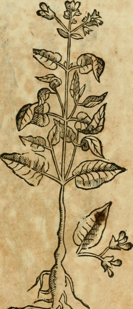 An illustration from Rerum medicarum Novae Hispaniae thesaurus, seu, Plantarum animalium mineralium Mexicanorum historia, 1651, leaf 398