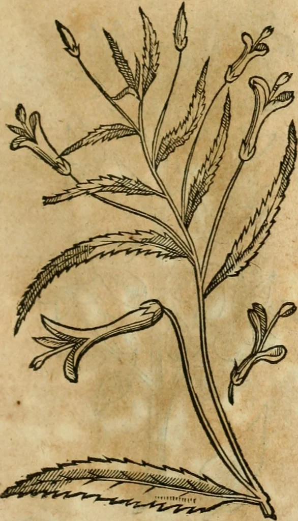An illustration from Rerum medicarum Novae Hispaniae thesaurus, seu, Plantarum animalium mineralium Mexicanorum historia, 1651, leaf 398
