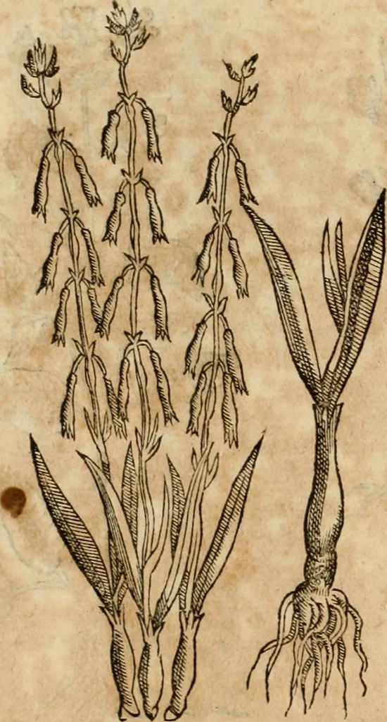 An illustration from Rerum medicarum Novae Hispaniae thesaurus, seu, Plantarum animalium mineralium Mexicanorum historia, 1651, leaf 399