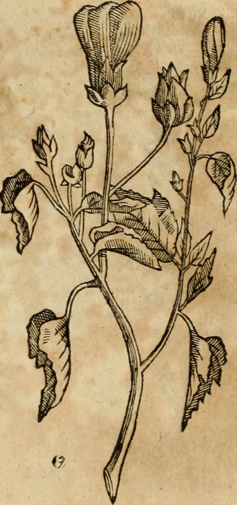 An illustration from Rerum medicarum Novae Hispaniae thesaurus, seu, Plantarum animalium mineralium Mexicanorum historia, 1651, leaf 399