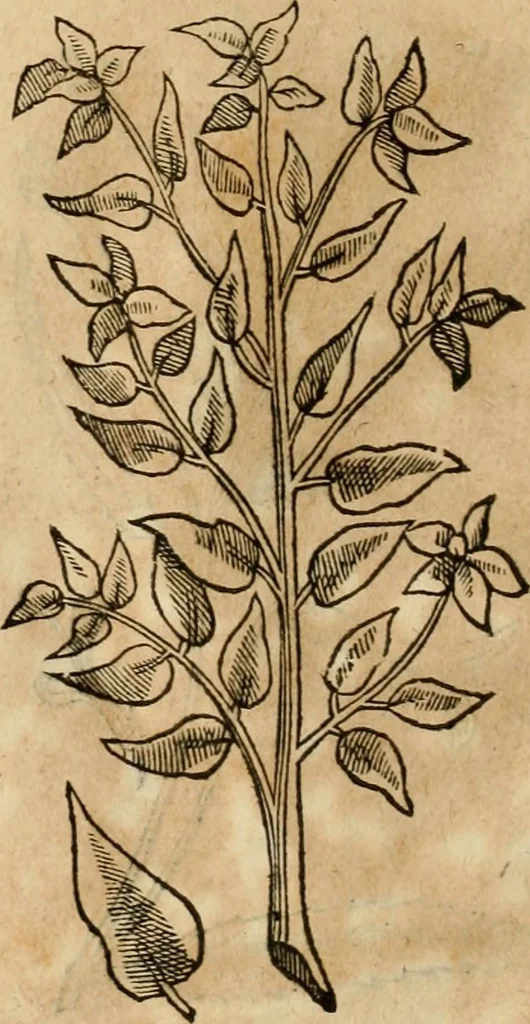 An illustration from Rerum medicarum Novae Hispaniae thesaurus, seu, Plantarum animalium mineralium Mexicanorum historia, 1651, leaf 399