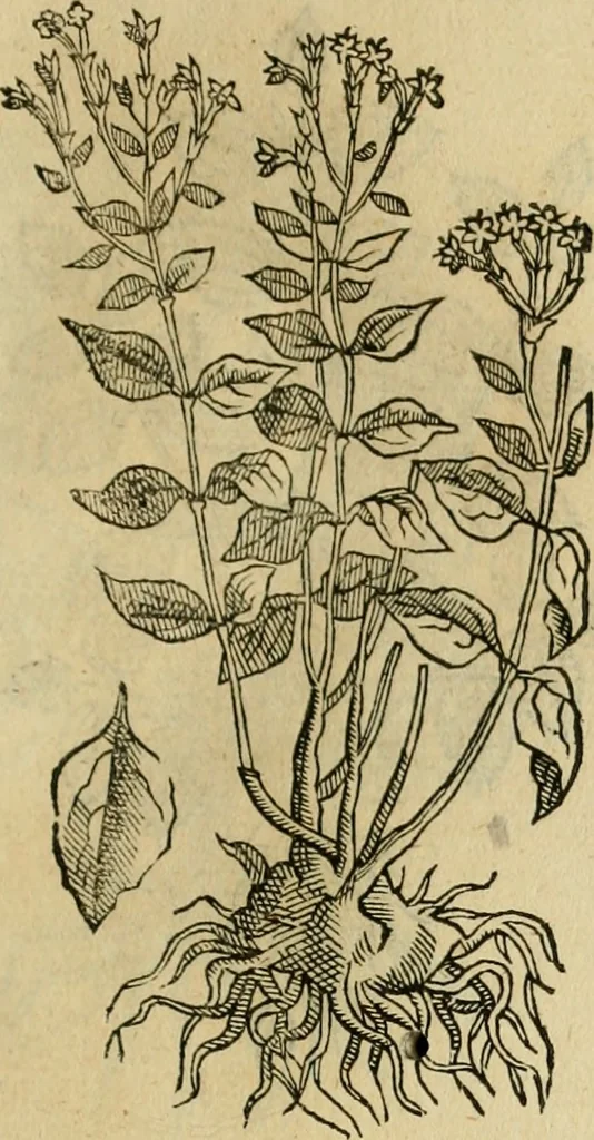 An illustration from Rerum medicarum Novae Hispaniae thesaurus, seu, Plantarum animalium mineralium Mexicanorum historia, 1651, leaf 400
