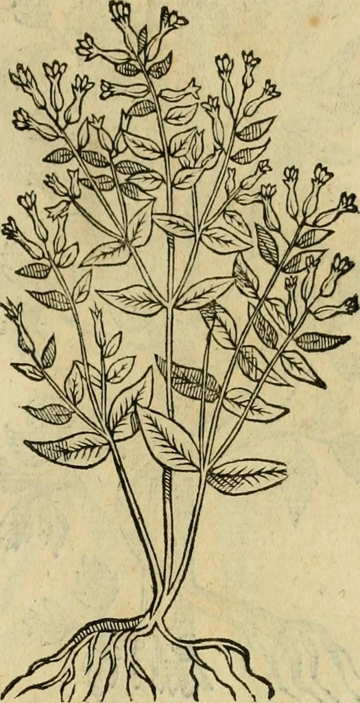 An illustration from Rerum medicarum Novae Hispaniae thesaurus, seu, Plantarum animalium mineralium Mexicanorum historia, 1651, leaf 400