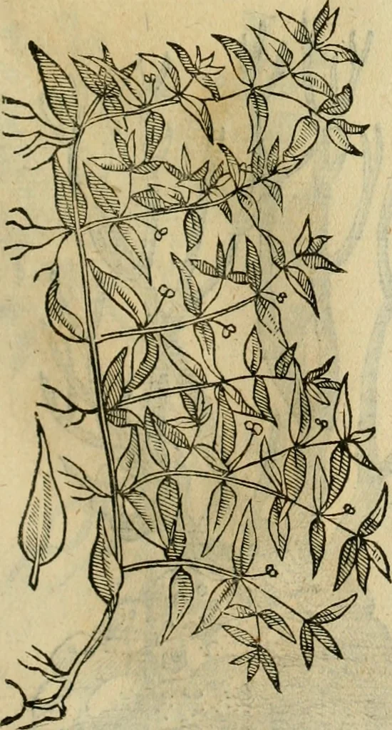 An illustration from Rerum medicarum Novae Hispaniae thesaurus, seu, Plantarum animalium mineralium Mexicanorum historia, 1651, leaf 400