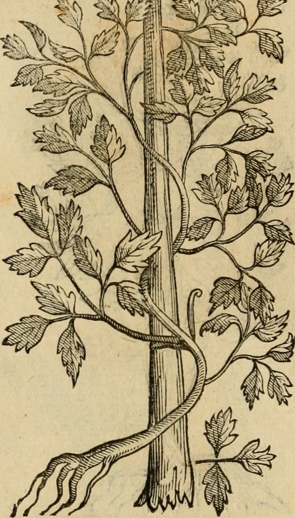 An illustration from Rerum medicarum Novae Hispaniae thesaurus, seu, Plantarum animalium mineralium Mexicanorum historia, 1651, leaf 401