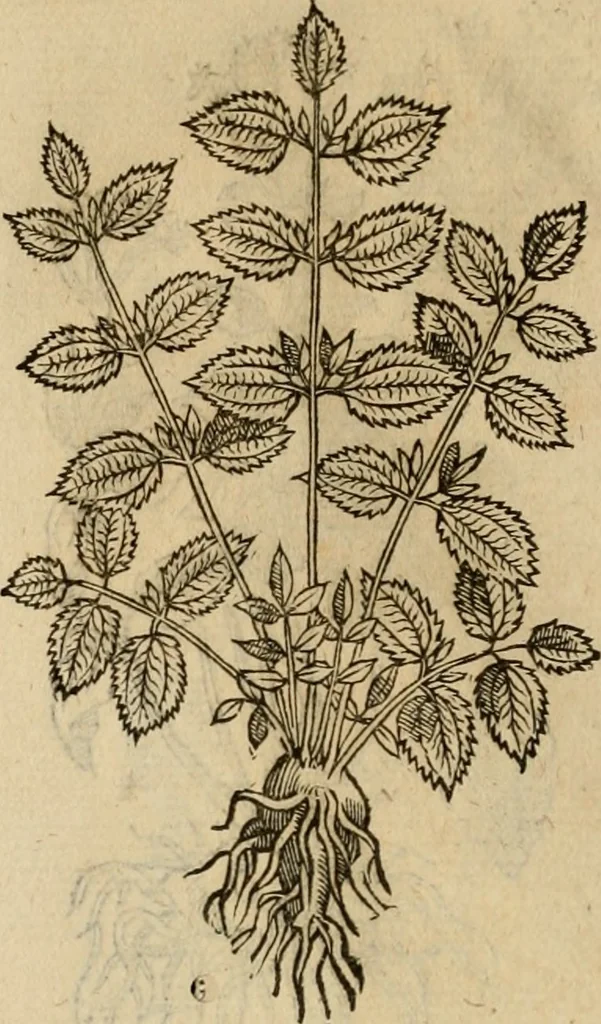 An illustration from Rerum medicarum Novae Hispaniae thesaurus, seu, Plantarum animalium mineralium Mexicanorum historia, 1651, leaf 401