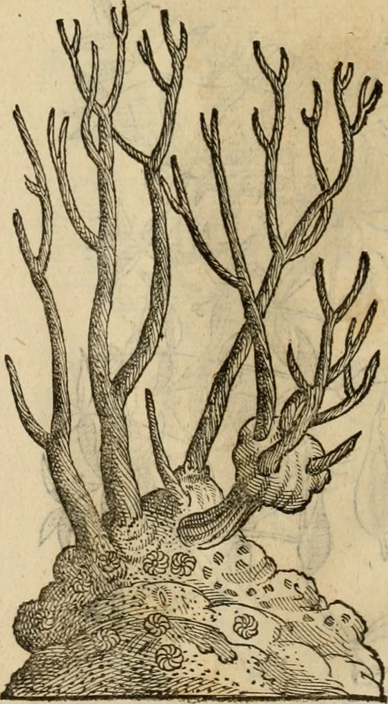 An illustration from Rerum medicarum Novae Hispaniae thesaurus, seu, Plantarum animalium mineralium Mexicanorum historia, 1651, leaf 401