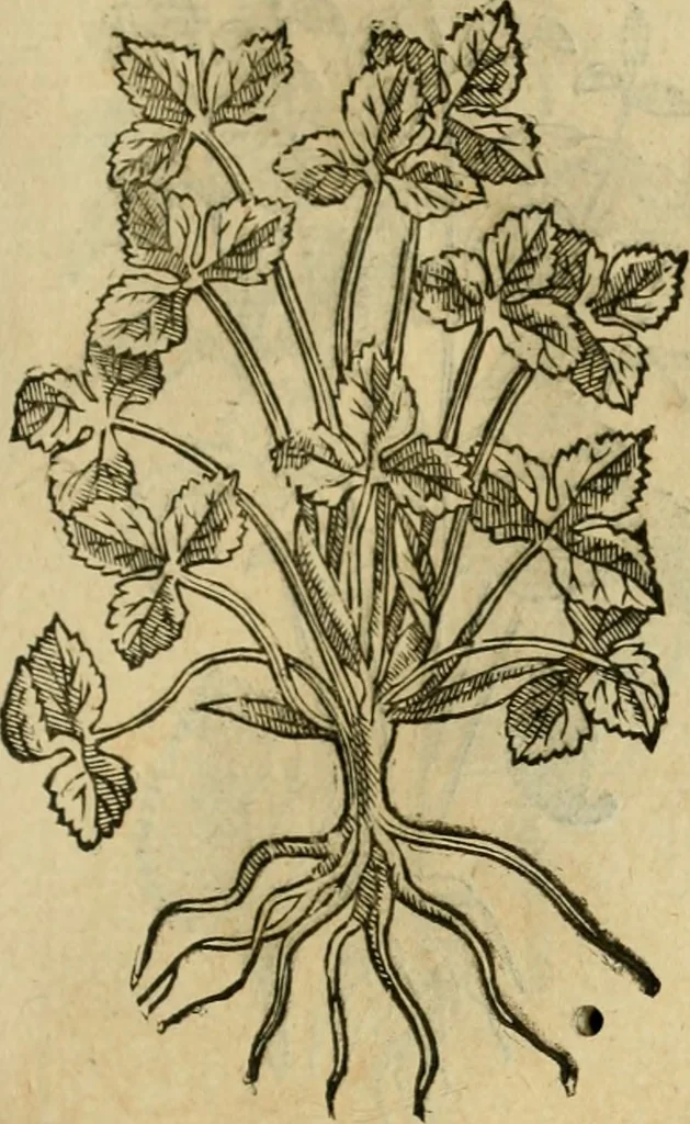 An illustration from Rerum medicarum Novae Hispaniae thesaurus, seu, Plantarum animalium mineralium Mexicanorum historia, 1651, leaf 402