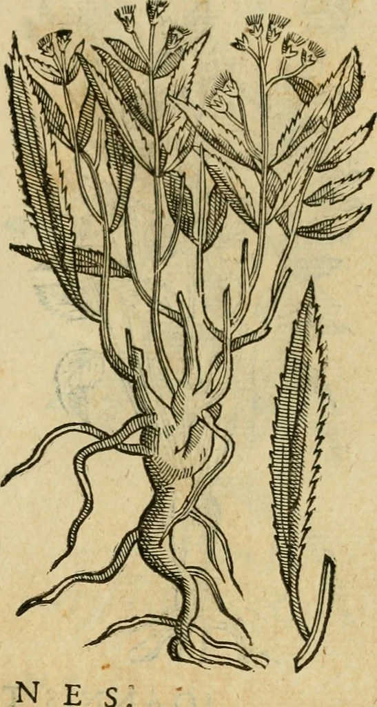 An illustration from Rerum medicarum Novae Hispaniae thesaurus, seu, Plantarum animalium mineralium Mexicanorum historia, 1651, leaf 402
