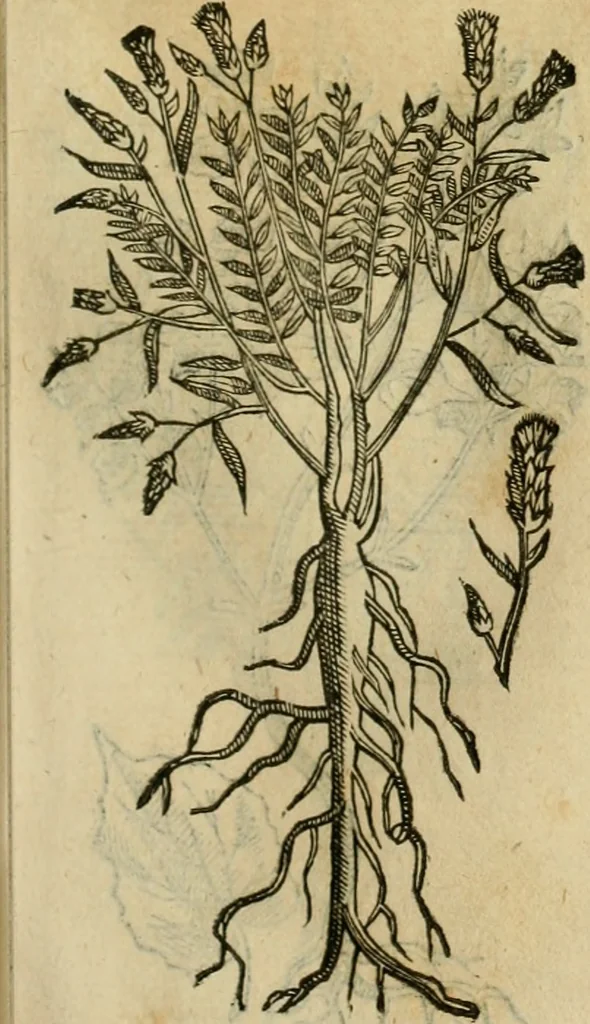 An illustration from Rerum medicarum Novae Hispaniae thesaurus, seu, Plantarum animalium mineralium Mexicanorum historia, 1651, leaf 402