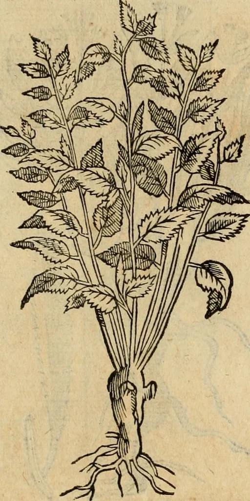 An illustration from Rerum medicarum Novae Hispaniae thesaurus, seu, Plantarum animalium mineralium Mexicanorum historia, 1651, leaf 403