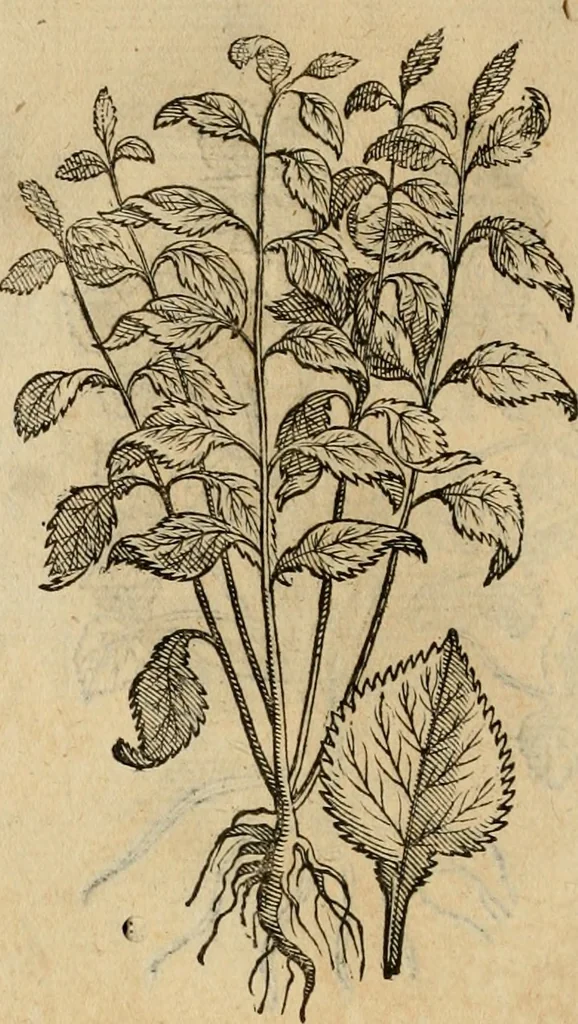An illustration from Rerum medicarum Novae Hispaniae thesaurus, seu, Plantarum animalium mineralium Mexicanorum historia, 1651, leaf 403