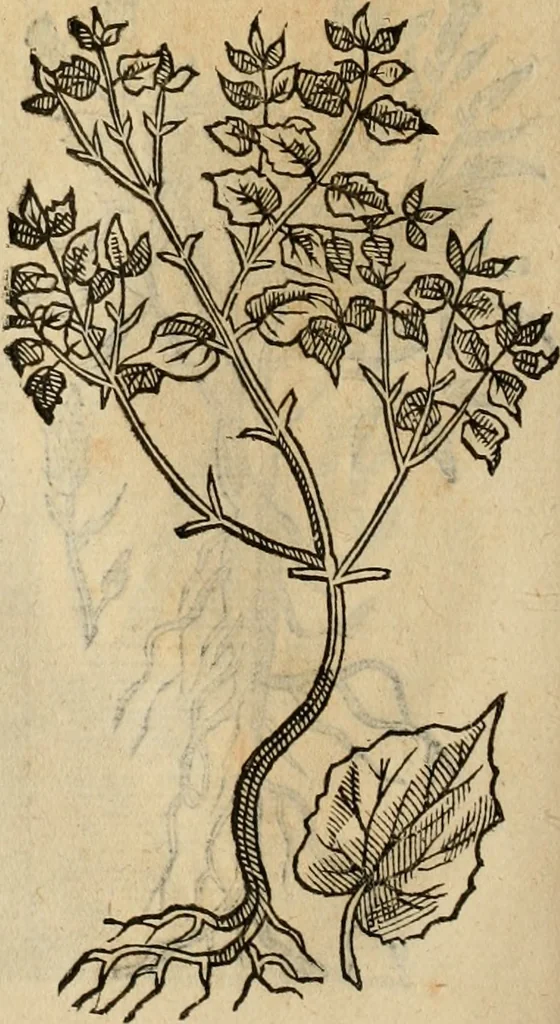 An illustration from Rerum medicarum Novae Hispaniae thesaurus, seu, Plantarum animalium mineralium Mexicanorum historia, 1651, leaf 403