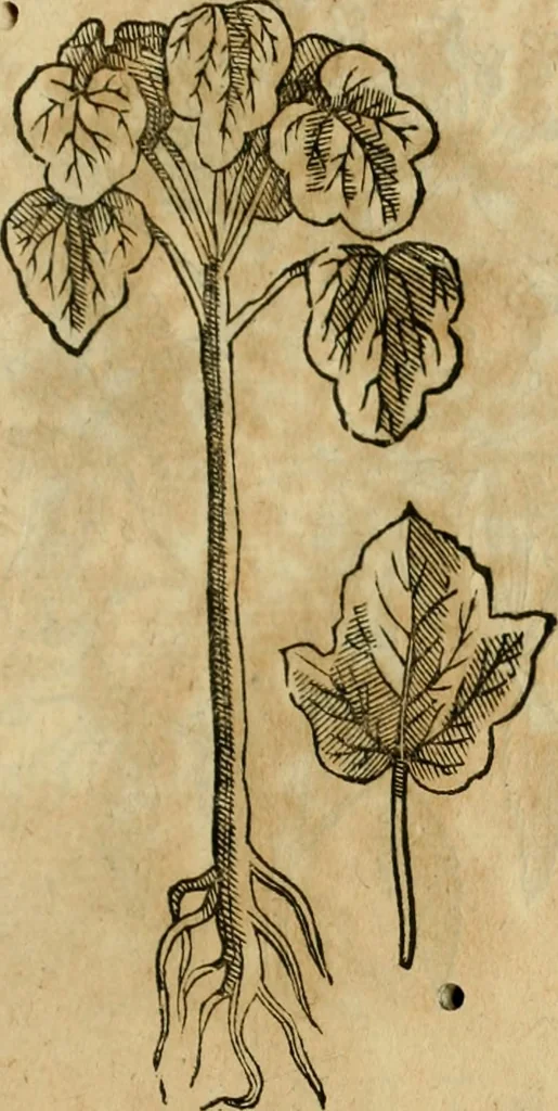 An illustration from Rerum medicarum Novae Hispaniae thesaurus, seu, Plantarum animalium mineralium Mexicanorum historia, 1651, leaf 404